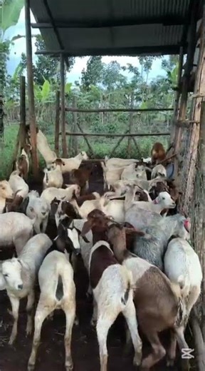 Do you give your goats a beautiful shower/ Spraying ?