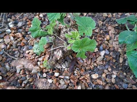 Hollyhocks Winter Care