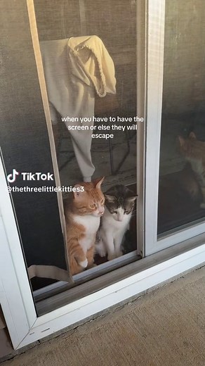 How to Keep Your Cat from Escaping the Screen