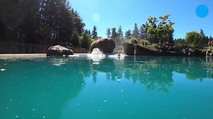 Elephant plays with watermelon snack before chomping down at the Oregon Zoo