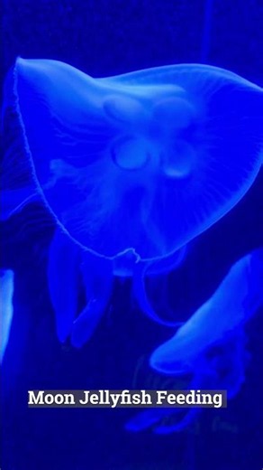 Watching Moon Jellyfish Feed Is So Satisfying #asmr #nature #jellyfish