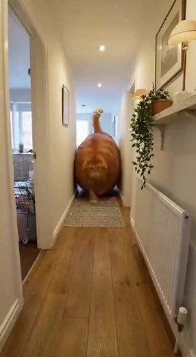 The Funniest Moments of the World's Biggest Cat