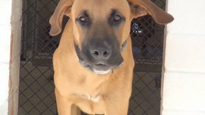 3.3K views · 276 reactions | ADOPTED - moved to SAFE Album on 07/27...