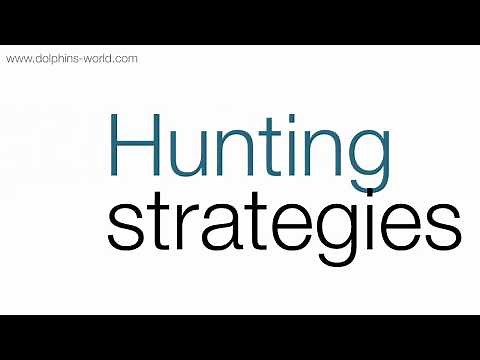 What do dolphins eat?