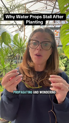 Understanding Root Adaptation in Water vs. Soil