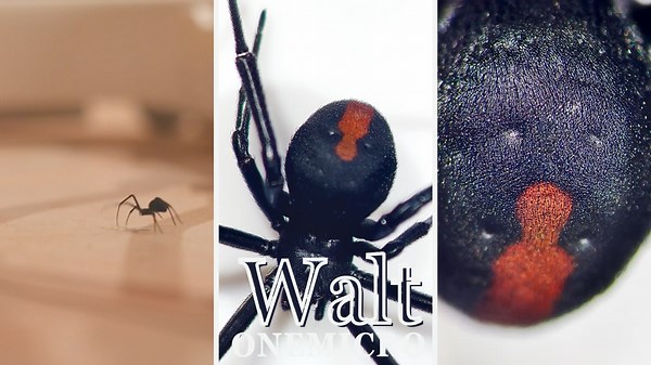 Australian Spiders Are Built Different...