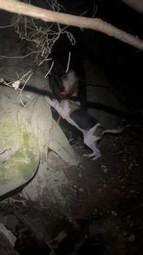 Deep South #coonhunting #coonhound #coondogs #donaldtrump
