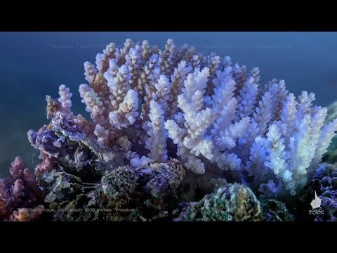 Coral Bleaching Timelapse | Advanced Underwater Cinematography