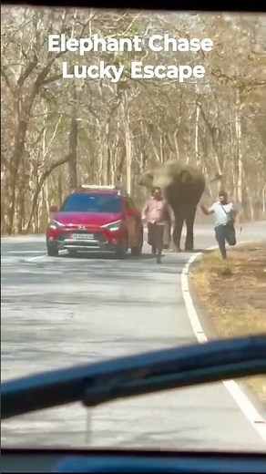 Elephant Chase Video I Tourists Lucky escape from charging Elephant near Bandipur National Park