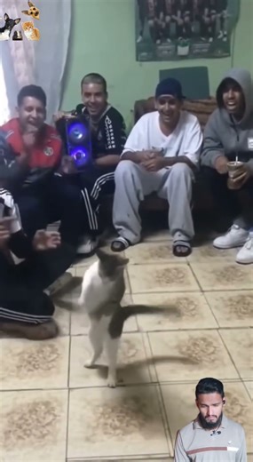 The Crazy Dancing Cat😻 #shortsfeed