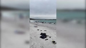 Dozens of whales found stranded in Australia