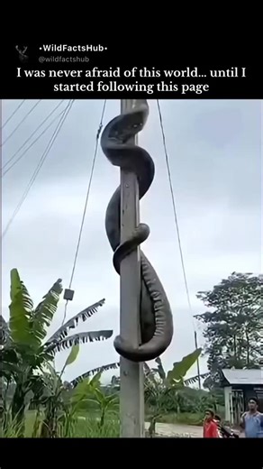 WildFactsHub© on Instagram: "The Green Anaconda (Eunectes murinus) is widely recognized as the heaviest snake in the world and one of the longest, primarily inhabiting the swamps, marshes, and slow-moving streams of the Amazon and Orinoco basins in South America. These formidable reptiles are members of the boa family and are perfectly adapted for a semi-aquatic lifestyle; their eyes and nostrils are positioned on top of their heads, allowing them to remain almost entirely submerged while scouti