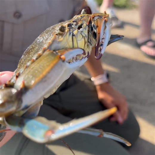 Ever wanted to try your hand at catching a blue crab? Our local rangers can guide you! We bring the gear, and you bring the bait for this fun and educational activity. | Visit The Outer Banks