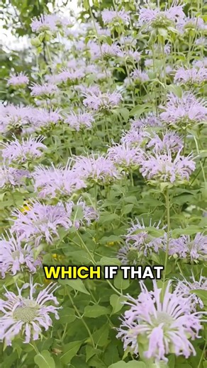 6.2K views · 265 reactions | Meet Bee Balm, Monarda...