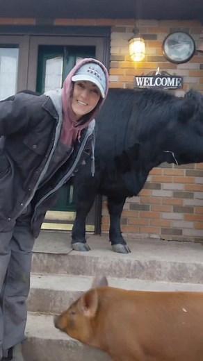 We made it to the porch today! Daisy didnt want to lay down though..she just wanted to come hang out I guess🤷‍♀️ #porchcow #pig #cow #farm #fyp | Dakotafunnyfarm
