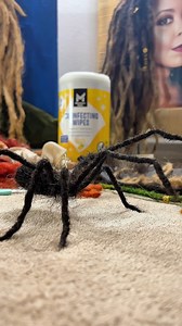 Watch Me Work TheCurlyLocs.com Loc Extensions | Curly Hair Bundles | Loc Tools | Tutorials | Wholesale Vendor List #locextensions #instantlocs #hairsculpture #locspider #hairspider #locshapes | Brittnē René