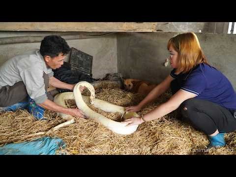 👉 72 Hours of Terror😱Giant Albino Python Found Dead in Dog Cage — What Happened?! 🐍 Huong Ca Harvest