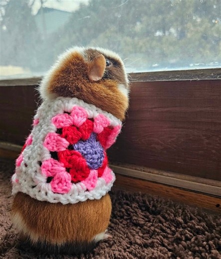 Custom Crochet Guinea Pig Granny Square Sweater, Small Pet Outfit - Etsy
