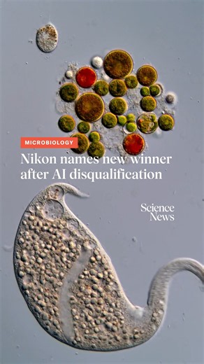 Nikon names new first-place winner after AI disqualification | Science News