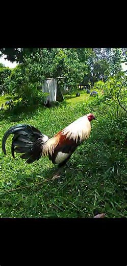 2K views · 21 reactions | Roblox @topfans edits.... | Roblox | Facebook