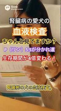 腎臓病の愛犬——血液検査のリン値5.5が分かれ目。生存期間が4倍変わる理由を獣医師が解説 #犬の腎臓病 #犬 #犬のごはん #慢性腎臓病