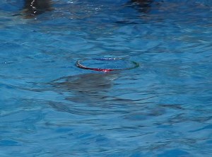 Dolphin Hula Hoop Stock Footage Video (100% Royalty-free) 527935 | Shutterstock