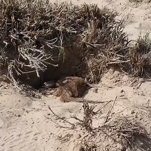 Animal Channel Videos on Reels