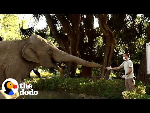 Two Elephants Freed From Concrete Pit After 20 Years | The Dodo Comeback Kids