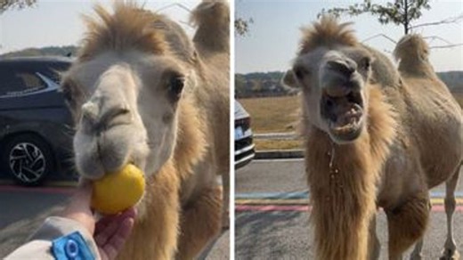 Camel has hilarious reaction to eating a lemon