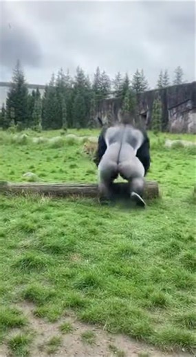 😱 Shocking Zoo Encounter: Gorilla Body Slams Leopard Against the Glass #natgeowildlife #nature