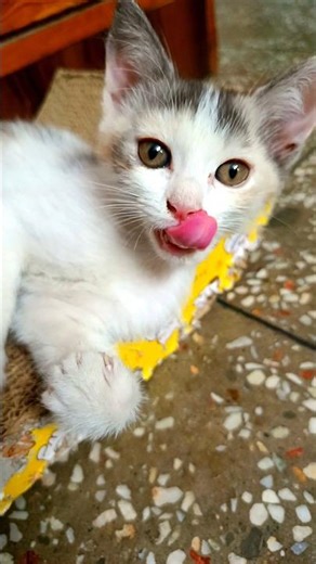 Koi mujhe chai la do mujhe chai pini hai