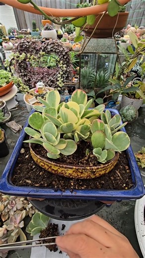 repotting Kalanchoe luciae flapjack variegata | bikolanahardinera #shortvideo #succulent #garden