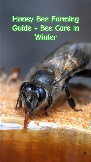 Honey Bee Farming Guide - Bee Care in Winter 🥰 | Tropical Forest Bees #bees