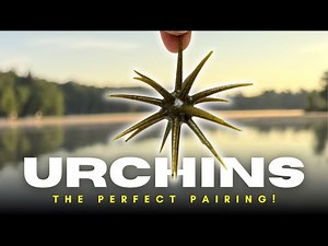 The Perfect Pairing! Fishing Urchin Baits Has Never Been Easier!
