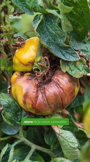 Que faire des tiges de tomates ?