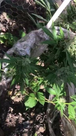 Week8 outdoor autoflower grow. #cannabisgrow #outdoorgrow #growshorts