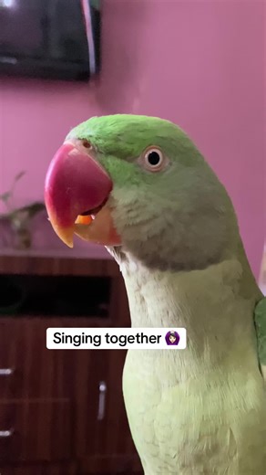 Viral cookie cookie song by coco🙊 #chatteringbeaks #talkingparrotcoco #talkingparrot #alexandrineparrot #alexandrine #parrotsinging #cookiesong #cookiecookie #alexanderparrot #alexandrineparakeet #parrottalking #viralparrot