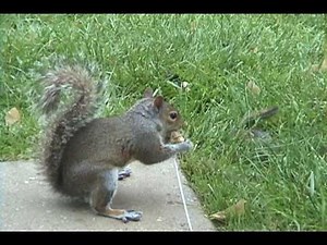 Squirrel -vs- Chipmunk_the fight