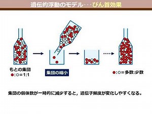 遺伝的浮動をもたらすびん首効果