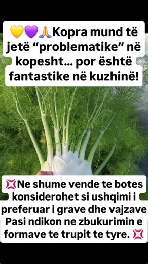 🌿 PSE KOPRA (FENNEL) NUK ËSHTË E MIRË PËR KOPSHTIN – POR DUHET TA RRISNI GJITHSESI! 🌿 Po, e lexove saktë 😅 Kopra mund të jetë “problematike” në kopsht… por është fantastike në kuzhinë! 🌱 Çfarë është kopra? Kopra (fennel) është bimë dyvjeçare/shumëvjeçare nga familja e karotës dhe selinos. Ka dy lloje kryesore: • Kopra e bardhë (Florence) – rritet për bulbën. • Kopra e egër – përdoret për gjethet aromatike dhe farat. Shija? 🌿 E lehtë, aromatike, me nuancë anise (si jamball i butë). Shkon mre