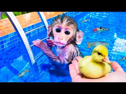MACACO BEBÊ NADANDO com PATO e PEIXES na PISCINA