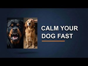 Stop Dog Aggression Before It Gets Worse | This Actually Works