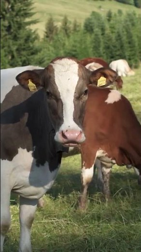 CONOCE A LAS VACAS | DATOS INTERESANTES SOBRE LAS VACAS