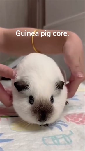 Guinea pig core.# Guinea pig Cute moments 😍#animals #trendingshorts #viral