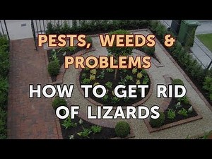 How to Get Rid of Lizards