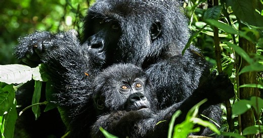 Rwanda's mountain gorilla population is growing | Africanews
