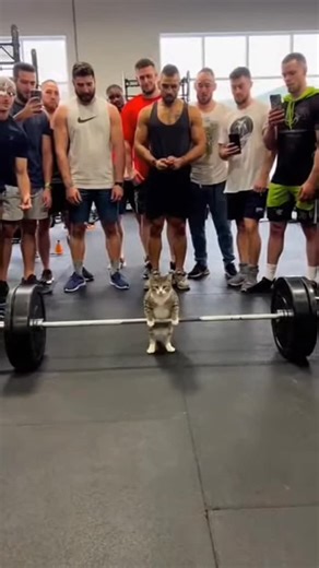 Sweet Cat Club on Instagram: "📽 from @呼啦呼啦圈 | DY #sweetcatclub"