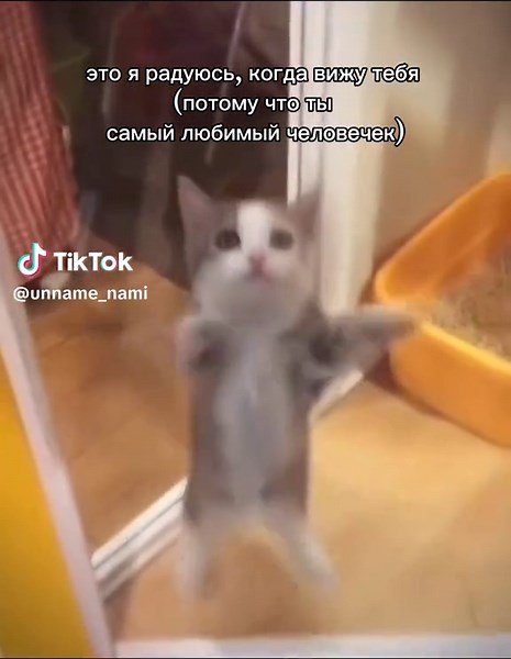 #котики #котик #love #trend #рек #fly #flyp #flypシ | cute cat tiktok videos