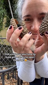 940K views · 17K reactions | From forest floor to oven door, these pine cones are baking up a lovely pine smell in the kitchen !  I’ll be using mine for all sorts - defo more wax firelighters cause we’re running low , cinnamon-scented decor like the bags you get at the garden centre (but sooo spenny), and other festive bits & bobs. ️✨ Hope you find some too, Clare xo #pinecones #DIY #autumn #christmas | Clare Hooper | Facebook