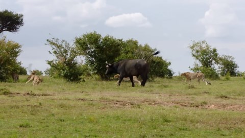 Cheetah Power Play: Male Coalitions, Fierce Fights & Fast Hunts Across the Savannah